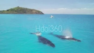 Photo de baleine par drone